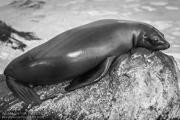 Seal at the New England Aquarium, Boston