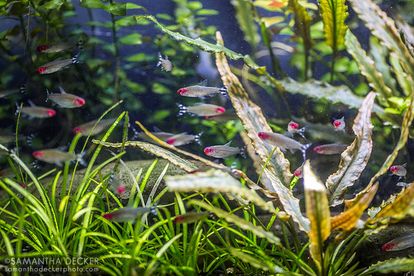 Fish at the New England Aquarium, Boston