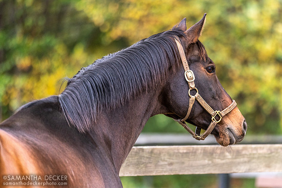 A Shin Forward, Old Friends at Cabin Creek, Greenfield, NY, 2023