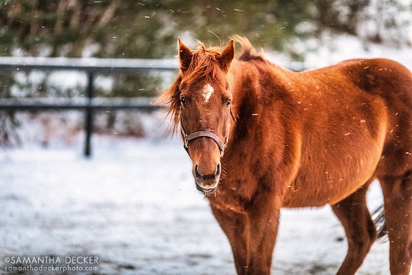 Commentator, Old Friends at Cabin Creek, Greenfield, NY