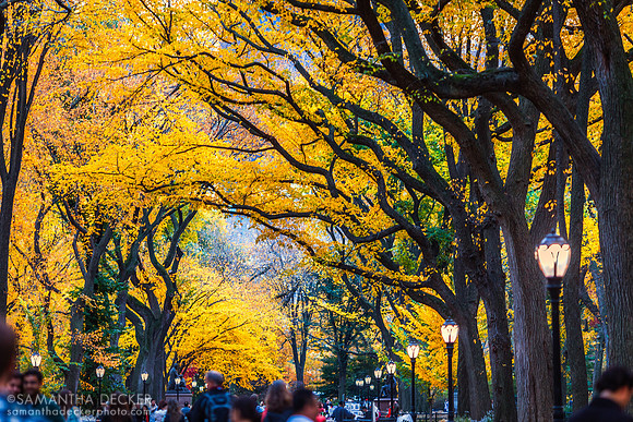 Central Park