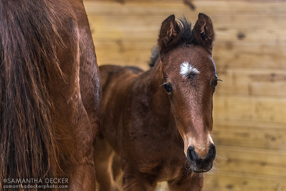 First NY bred of 25:  Weekend Hottie 25 (Mind Control colt), Irish Hill Century Farm