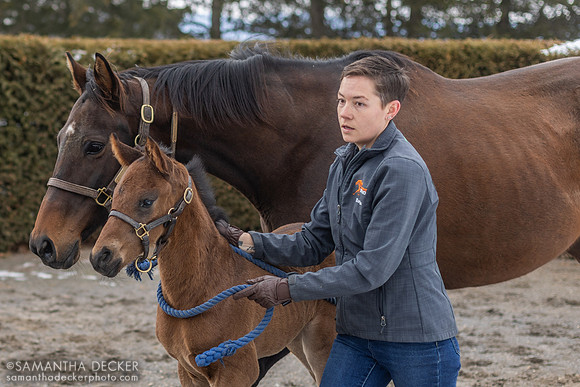 Reason to Smile and her Slumber colt, Rockridge Stud