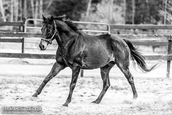 King Congie, Old Friends at Cabin Creek, Greenfield, NY
