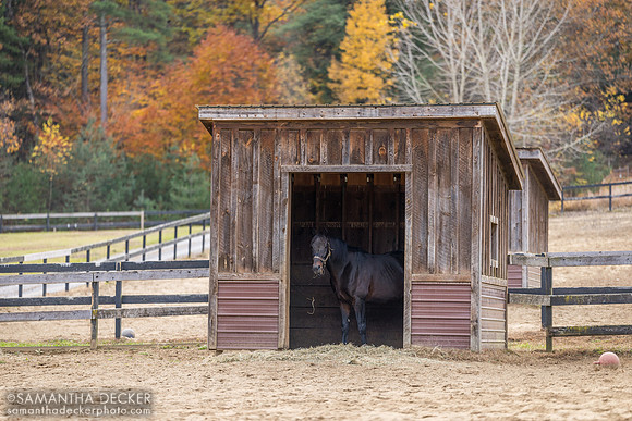 Naughty New Yorker, Old Friends at Cabin Creek, Greenfield, NY