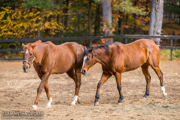 Commentator and Watchem Smokey, Old Friends at Cabin Creek, Greenfield, NY