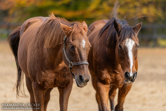 Commentator and Watchem Smokey, Old Friends at Cabin Creek, Greenfield, NY