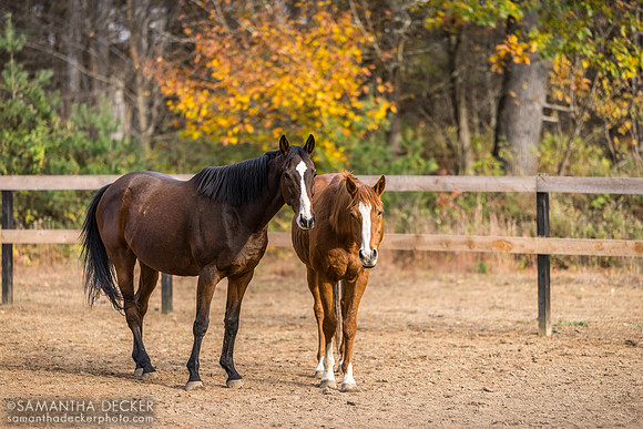 Bold Illusion and Red Down South, Old Friends at Cabin Creek, Greenfield, NY