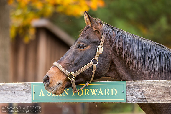 A Shin Forward, Old Friends at Cabin Creek, Greenfield, NY