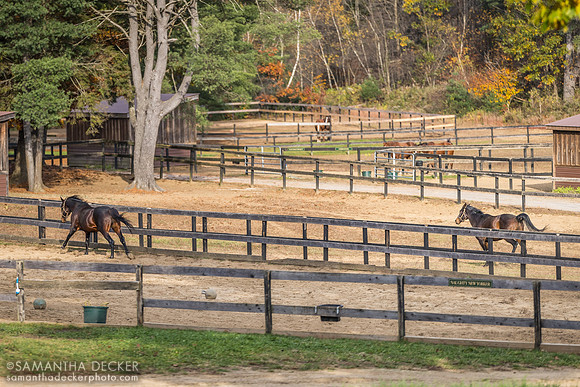 Naughty New Yorker vs. King Congie, Old Friends at Cabin Creek, Greenfield, NY