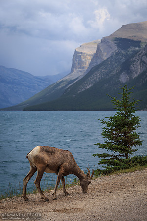 Sheep Snacking on Gravel, Lake Minnewanka, Banff National Park