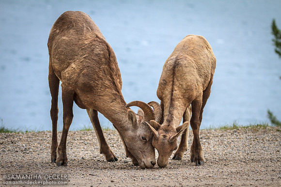 Sheep Snacking on Gravel, Lake Minnewanka, Banff National Park