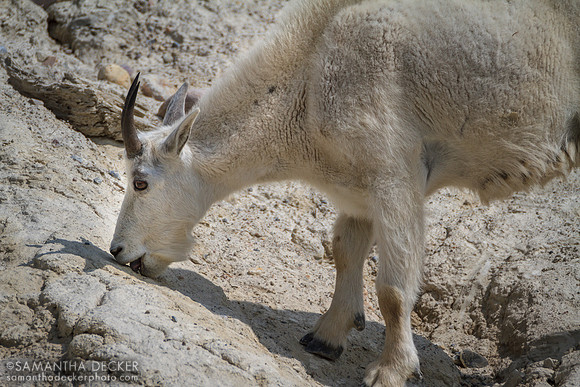 Goat Licking Salt Lick, Jasper National Park, AB