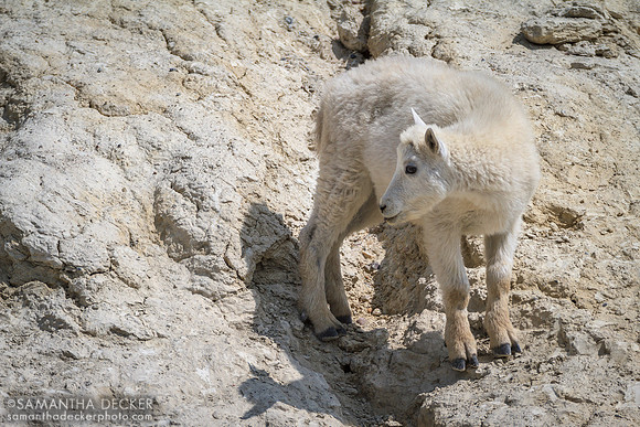 Young Goat, Jasper National Park, AB