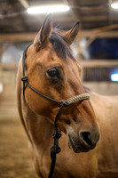 Quincy - Horse at Nipper Knolls Equine Center, Gansevoort, NY
