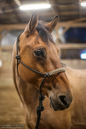 Quincy - Horse at Nipper Knolls Equine Center, Gansevoort, NY