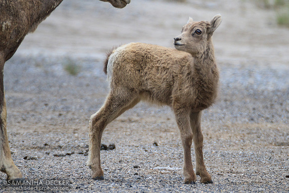 Young Lamb at Sunshine Mountain, Banff National Park