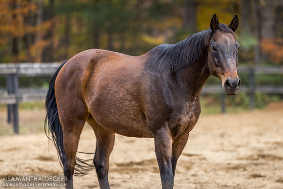 Strummer, Old Friends at Cabin Creek, Greenfield, NY