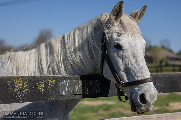 Silver Charm, Old Friends, Georgetown, KY, 2025