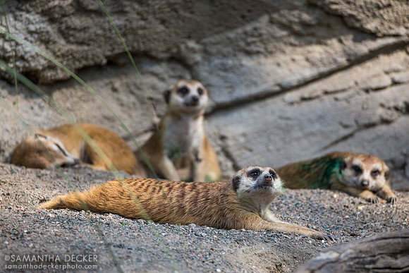 Meerkats, Disney's Animal Kingdom, Walt Disney World
