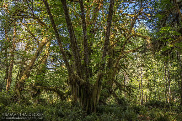 Kestner Homestead Trail, Olympic National Park