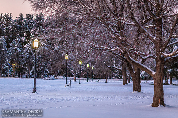 Frosted Trees at Saratoga Spa State Park