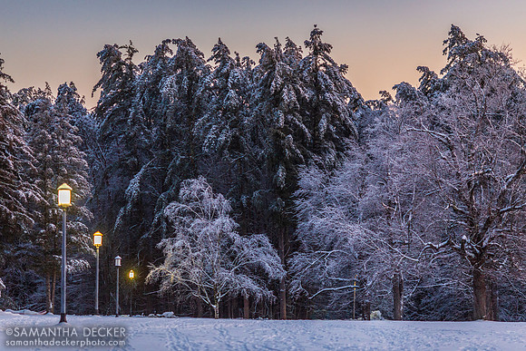 Frosted Trees at Saratoga Spa State Park