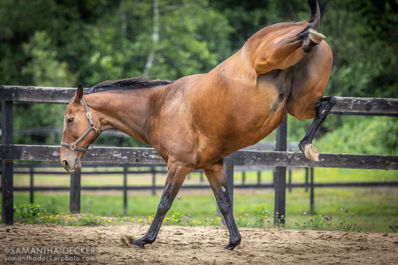 Doc N Roll Shows Off His Gymnastics Skills, Old Friends at Cabin Creek, Greenfield, NY, 2022