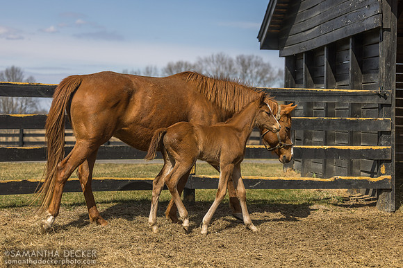 filly o/o Evening Primrose at 13 days old