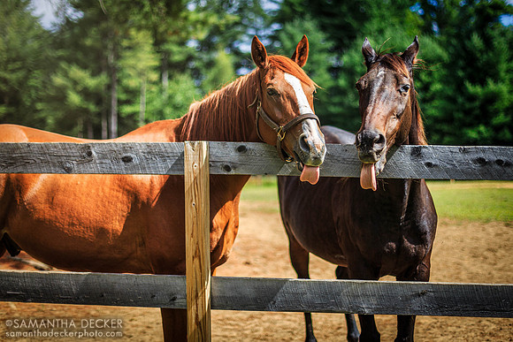 Zippy Chippy and Red Down South, Old Friends at Cabin Creek