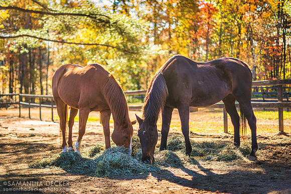 Red and Zippy with Fall Colors, Old Friends at Cabin Creek, Greenfield, NY