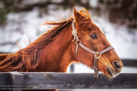 Commentator, Old Friends at Cabin Creek, Greenfield, NY