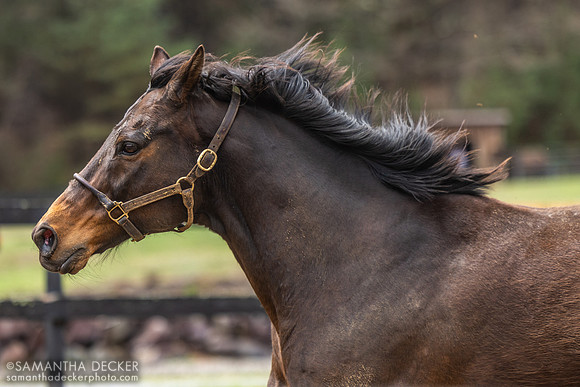 King Congie, Old Friends at Cabin Creek, Greenfield, NY
