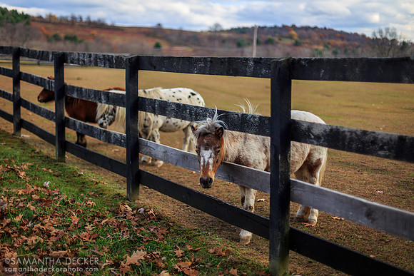Horses Peeking Through the Fence, Equine Advocates, Chatham, NY