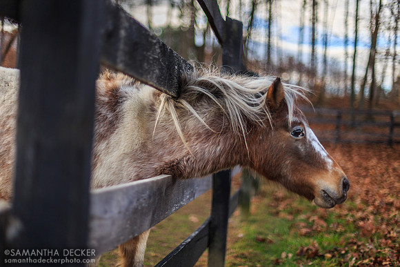 Horse at Equine Advocates, Chatham, NY