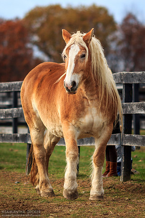 Terry, Equine Advocates, Chatham, NY