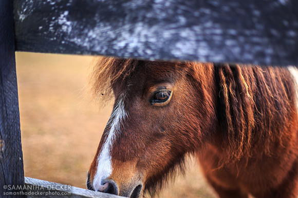 Horse at Equine Advocates, Chatham, NY