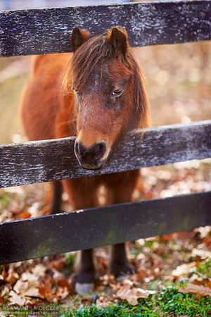 A Pony Peeks Through the Fence at Equine Advocates, Chatham, NY