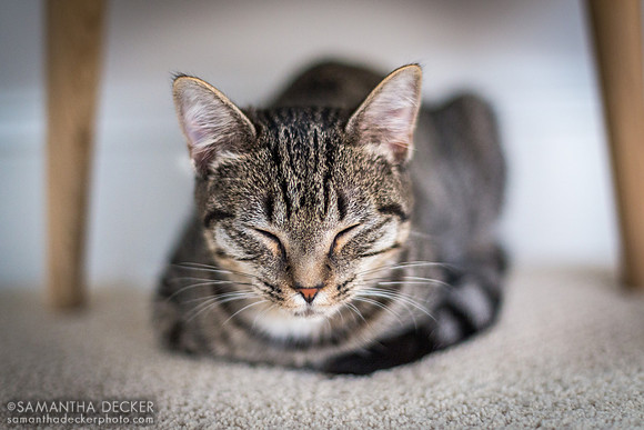 Franny Napping