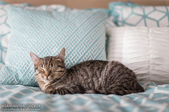 Cat Nap