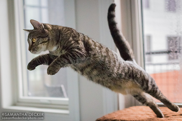 Air Franny