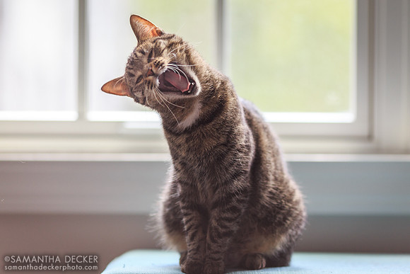 Playful Franny