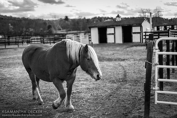 Horse at Equine Advocates, Equine Advocates, Chatham, NY