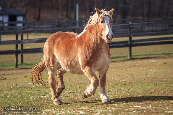 Terry, Equine Advocates, Chatham, NY
