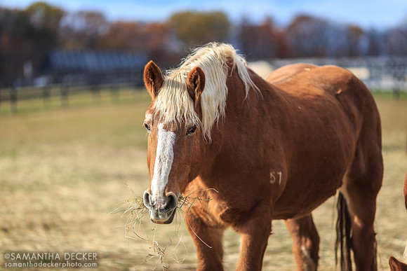 Horse at Equine Advocates in Chatham, NY