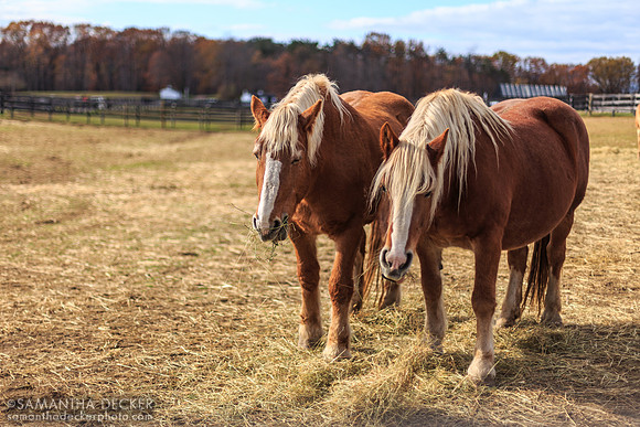 Horses at Equine Advocates, Chatham, NY