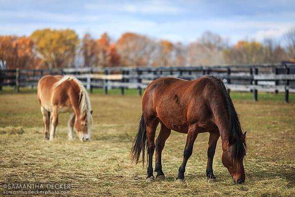Horses Grazing in the Grass, Equine Advocates, Chatham, NY