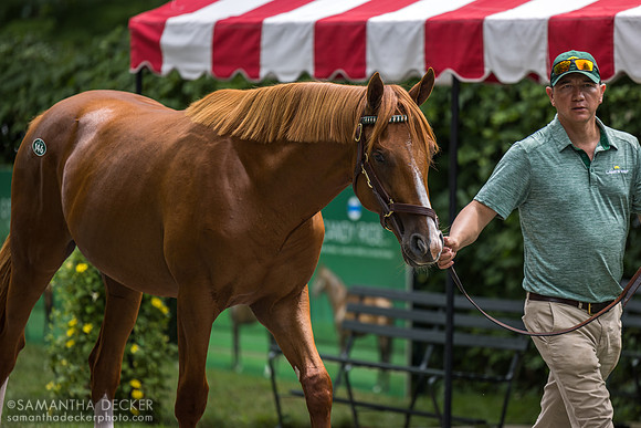 Gun Runner colt o/o Secret Sign