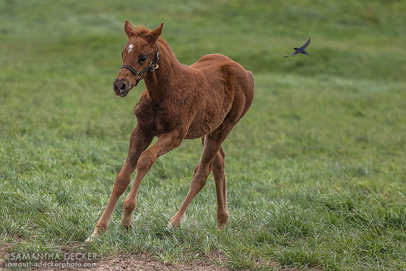 2025 Army Mule - Sweet Awakening colt, Denali Stud, Paris, KY