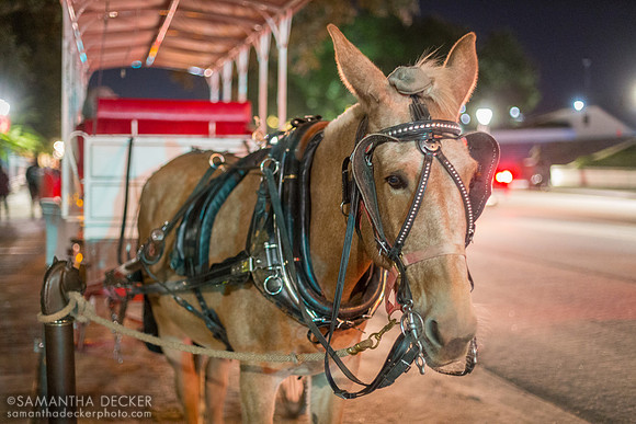 Mule Drawn Carriage, Jackson Square, New Orleans